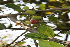 Ficus exasperata